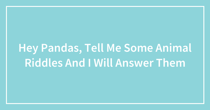 Hey Pandas, Tell Me Some Animal Riddles And I Will Answer Them