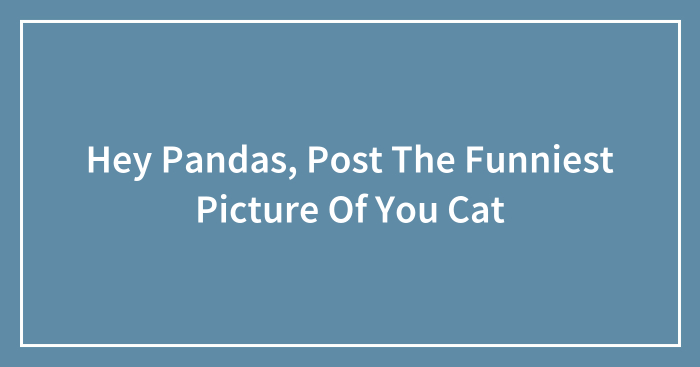 Hey Pandas, Post The Funniest Picture Of You Cat