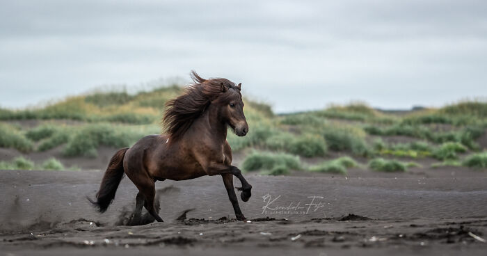 I Took Photos Of Icelandic Horses (6 Pics)