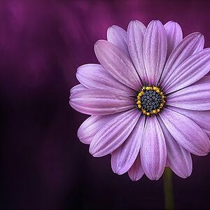 danielagalvizgolding avatar