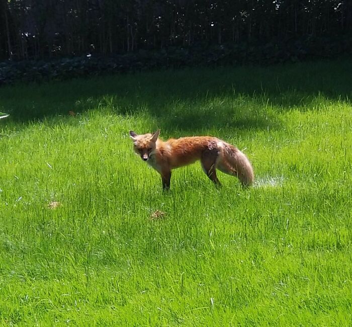 Fox In My Yard - So Cute, Let Me Get Super Close