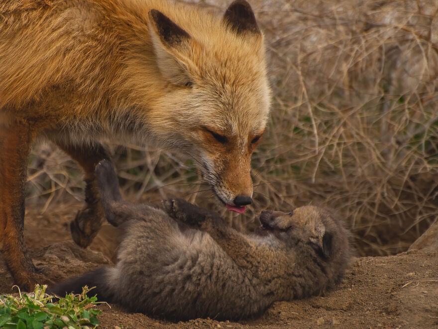 Cuteness Alert: The Spring I Observed A Red Fox Den (16 Pics) Cuteness Alert: The Spring I Observed A Red Fox Den (16 Pics)