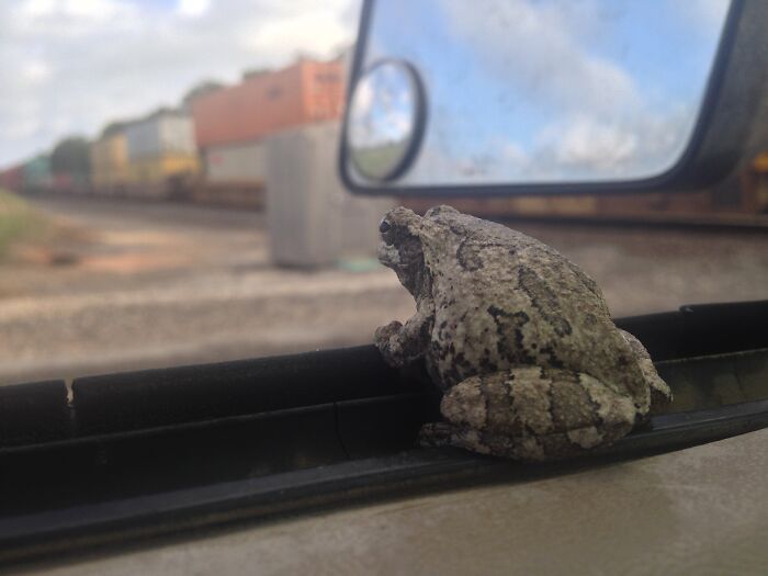 Was Waiting On A Train When This Dude Casually Hops Up On My Window. Just Chilled And Watched The Train Together