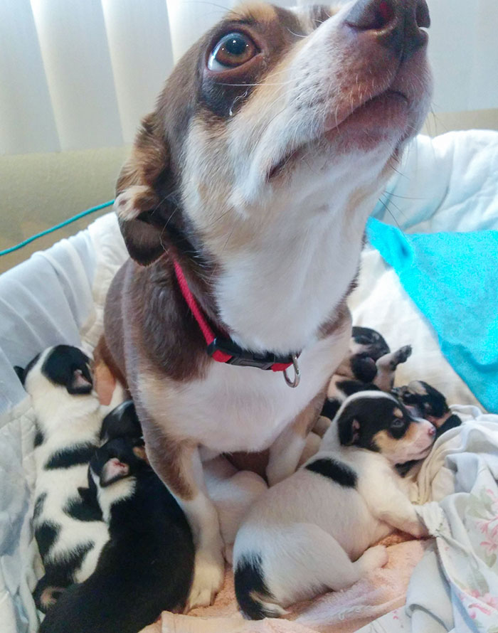 Snickers Is A Proud (Anxious) Mama To 6 Adorable Pups