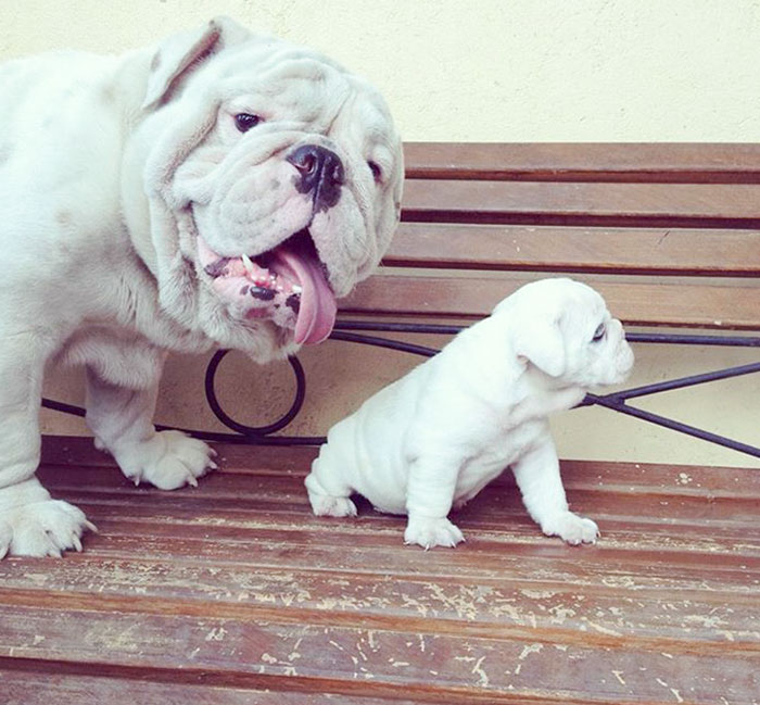 So My Bulldog Seems To Be Pretty Proud Of His Son