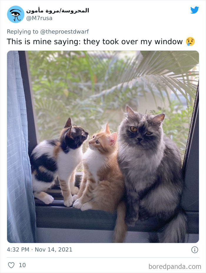 Now They Have To Share This Window
