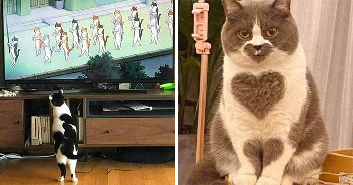 This Instagram Account Shares Animal Pictures That Are Impossible To Explain, Here Are 50 Of The Funniest