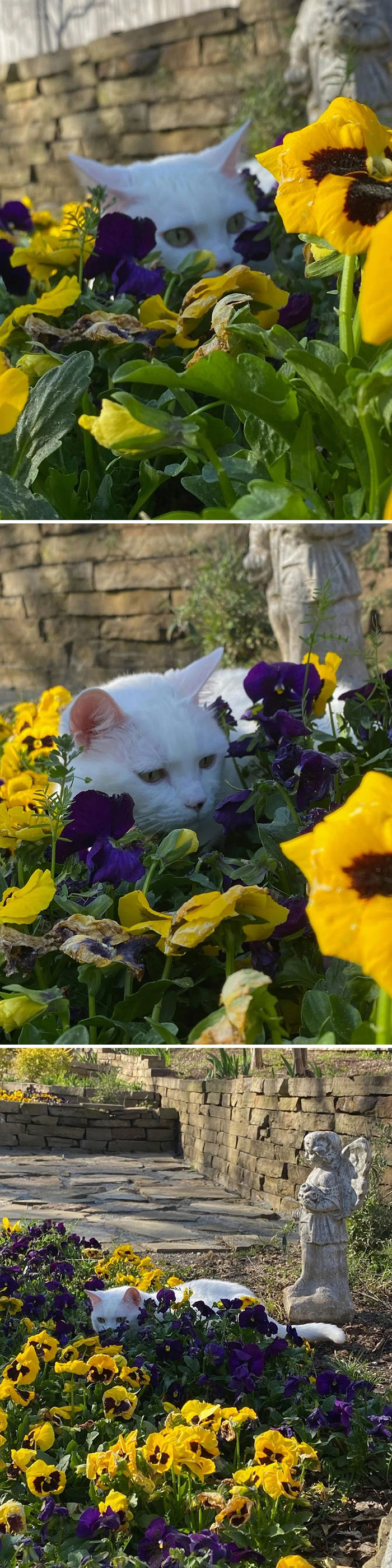 My Mom's Cat Tries To Hide In The Flowers But Her Coat Is Not Camouflaged