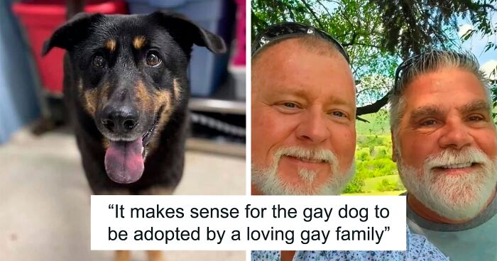 Homophobic Owner Abandons ‘Gay’ Puppy Who Later Gets Taken In By Gay ...
