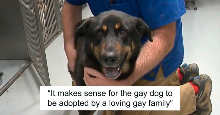 Homophobic Owner Abandons ‘Gay’ Puppy Who Later Gets Taken In By Gay ...