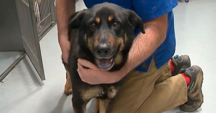 Homophobic Owner Abandons ‘Gay’ Puppy Who Later Gets Taken In By Gay ...