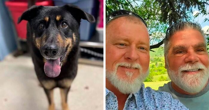 Homophobic Owner Abandons ‘Gay’ Puppy Who Later Gets Taken In By Gay ...