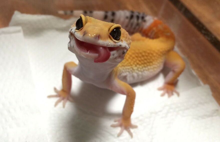 Goofy Gecko!