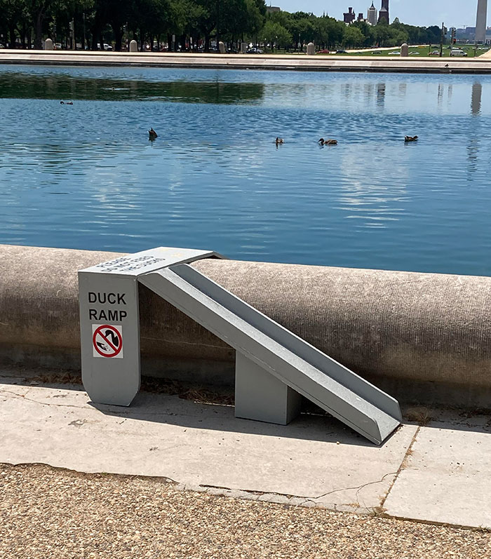 This Duck Ramp