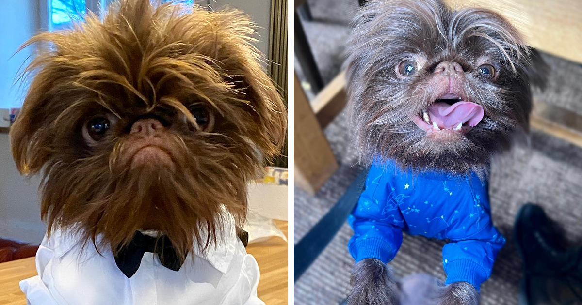 Dog Goes Viral For Looking Exactly Like Real-Life Chewbacca From "Star Wars" - Vimarsana News