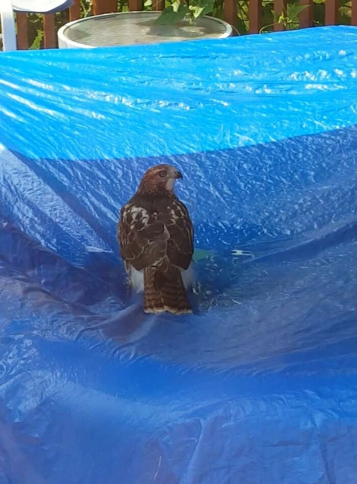 Huge Hawk Took A Nice, Long Bath In A Puddle On Our Son's Kiddie Pool Cover - Wouldn't Leave