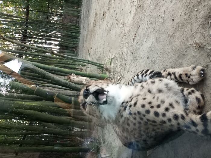 Majestic Cheetah