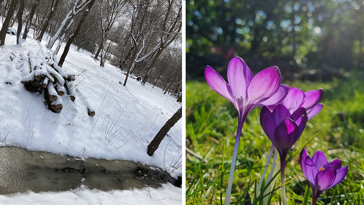 Hey Pandas, Since March Is Here, Share Your Early Spring Pictures (Closed)