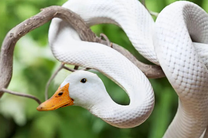 Members Of Online Group Create The Stupidest Animal Hybrids They Can Think Of (40 Pics)