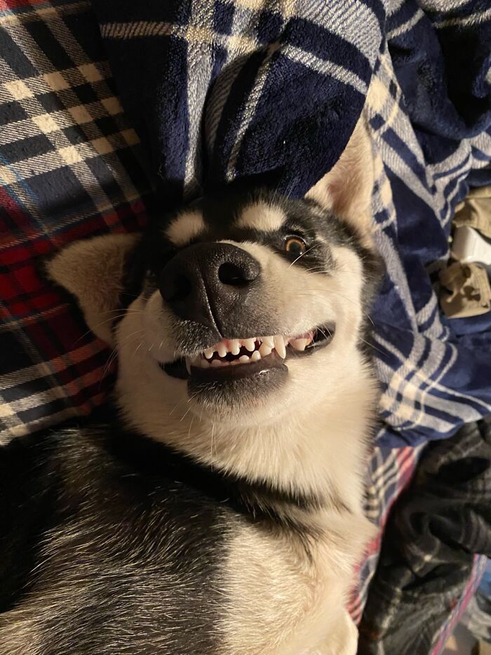 Derp With A Smile