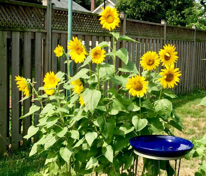 Beautiful Sunflowers Are Strong And Sturdy