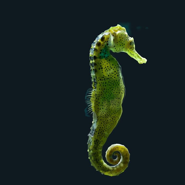 Seahorse (Digital Ink For Inktober52)