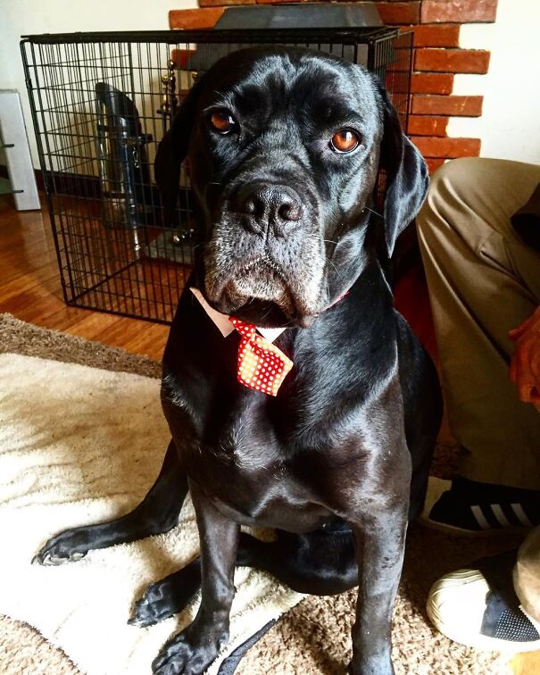 Lola Our Rescue Cane Corso, She’s Prettiest Girl In My Life (Just Don’t Tell My Girlfriend )