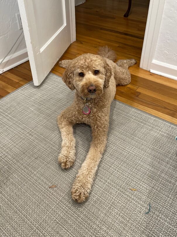 Meet Daisy. She’s Not Broken, She Normally Does This.