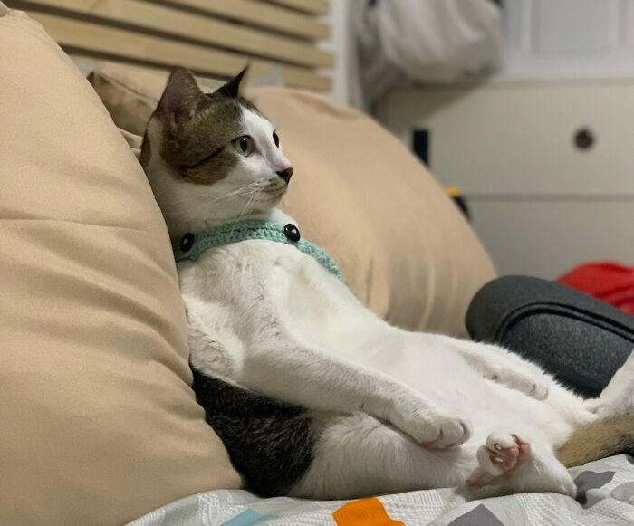 Just A Cat Watching TV On Bed