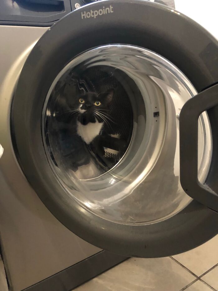 Comet Is Fascinated With The Washer When It’s On And Apparently Also When It’s Off Lol