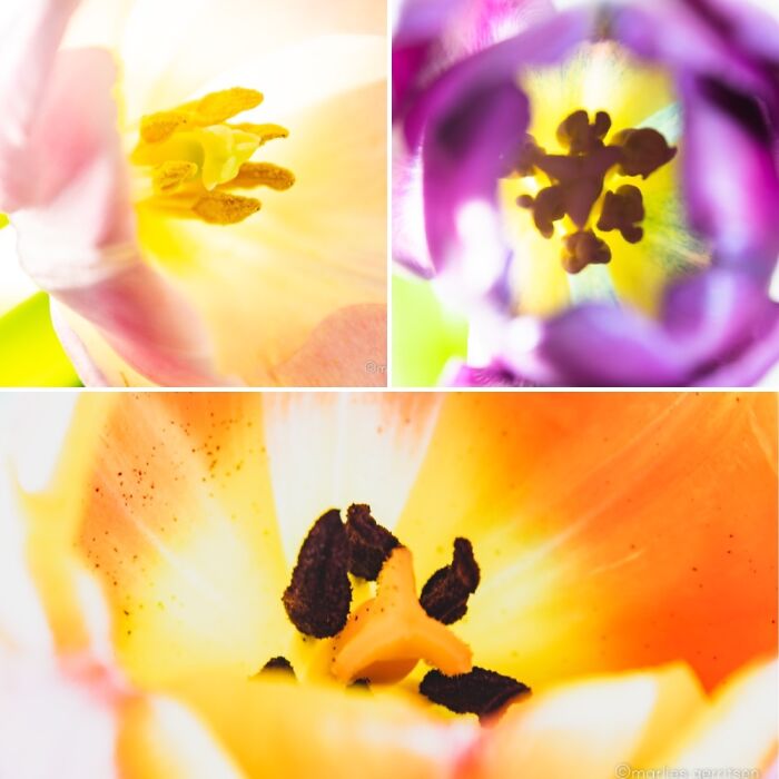 Tulips (Collage Of Close-Up’s)
