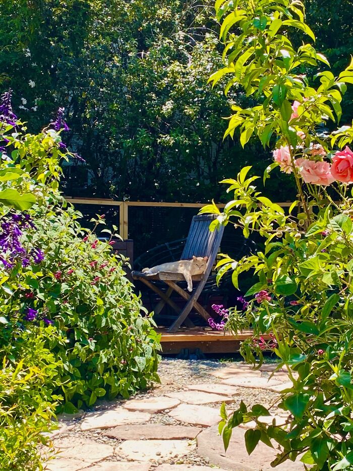 My Garden And Happy Cat (Pandorica Eloise)