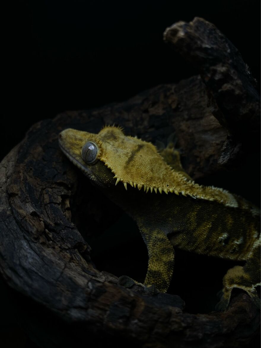 I Took This Picture Of My Gecko When He Was Exploring His New Stick