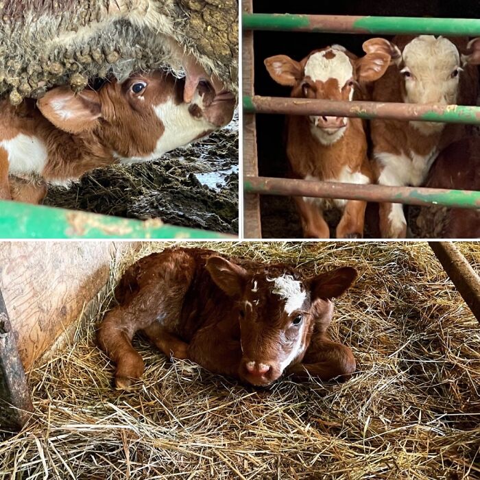Here On Our Farm In Oregon, We Welcomed New Calves T