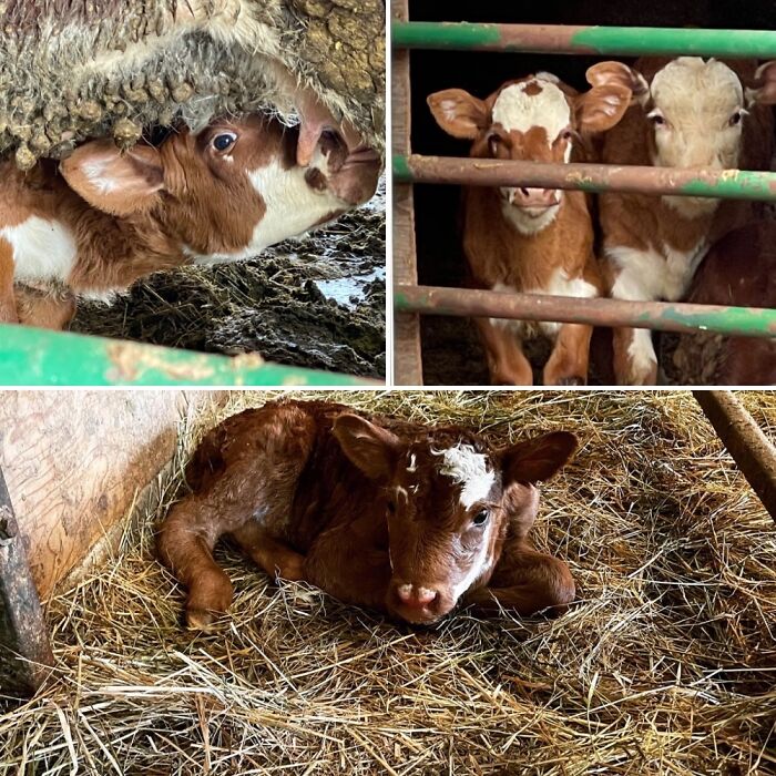 Here On Our Farm In Oregon, Spring Brings The Arrival Of New Calves To Our Cow Barn.