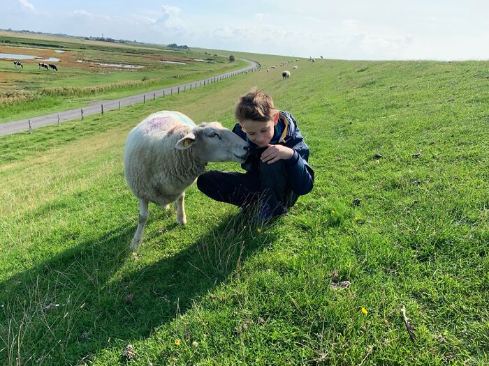 My Son Found The Only Cuddly Sheep On The „deich“ It Even Gave Him Kisses.