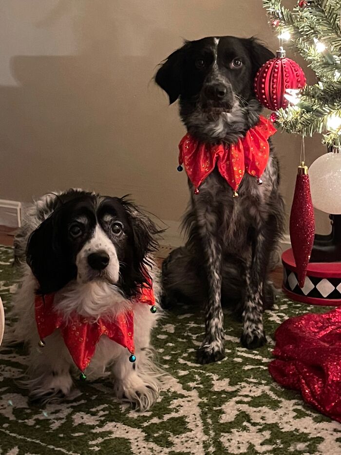 Socrates & Olive Celebrating Christmas 2021 In Our New Home.