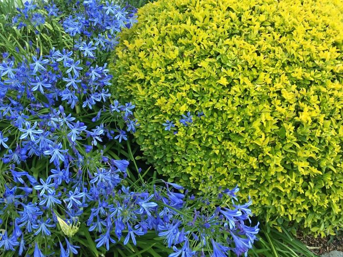 Unbelievably Vivid Colours Today In My Garden