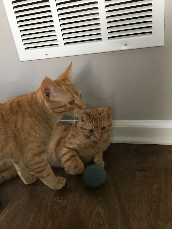 Olli And Alfie With Their Favorite Ball To Chase Around