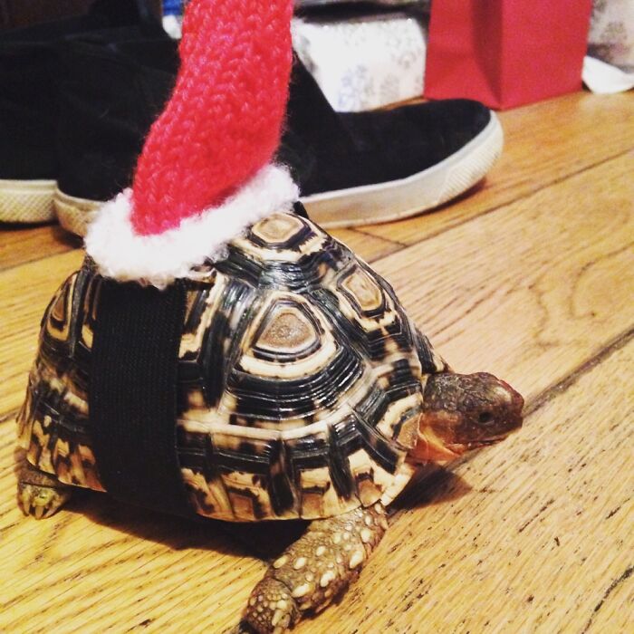 Brian The Tortoise Rocking His Santa Hat