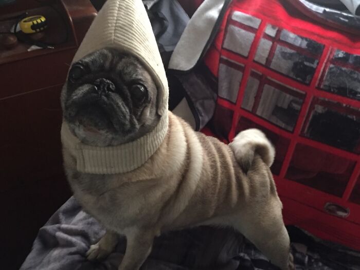 Lucy Is Wearing The Hat From Her Banana Costume.