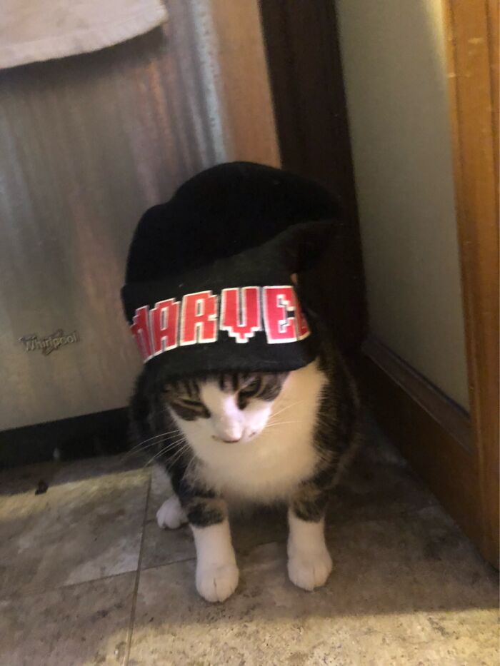My Cat, Oakley. She Was Not Okay With This, Lol. The Hat Didn’t Last Long.