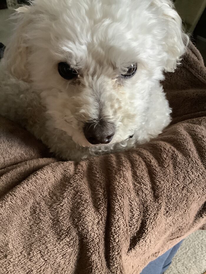 This Fluff Nugget. His Name Is Felix And Has Severe Separation Anxiety. He Has Eaten 18 Sets In Sheets And A Door When He Was Kept In A Bedroom When We Were Gone(We Still Love Him ❤️🐩🕷