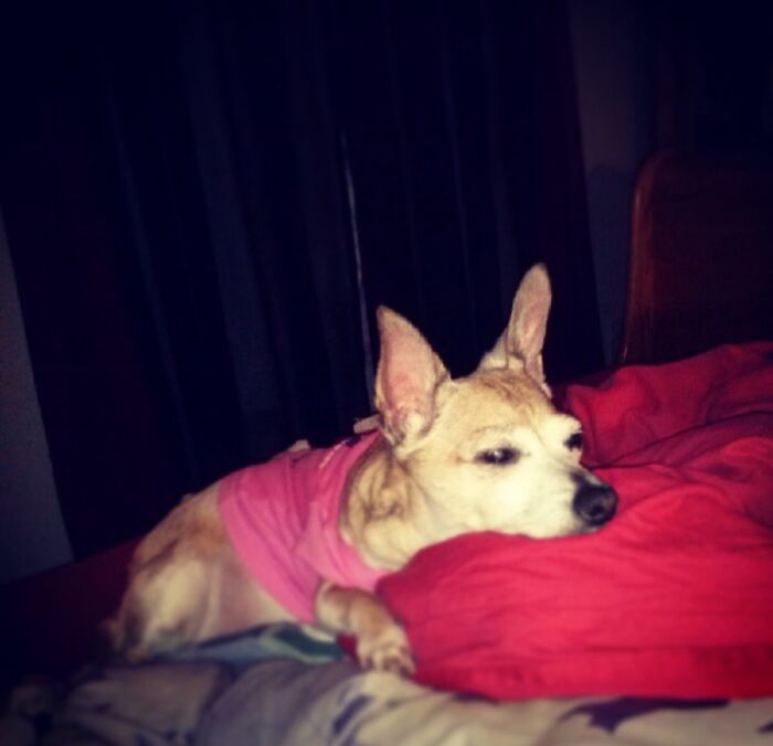 Holly Was A Christmas Present To My Step Father. She Was The Bestest Puppers.