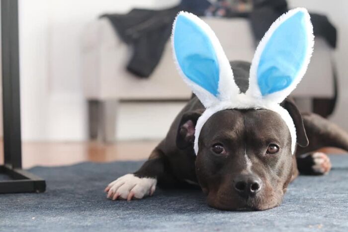 Do Bunny Ears Count?