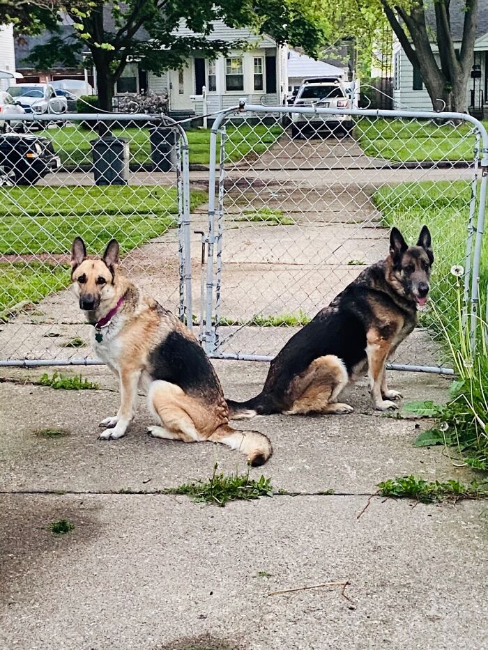 German Shepards