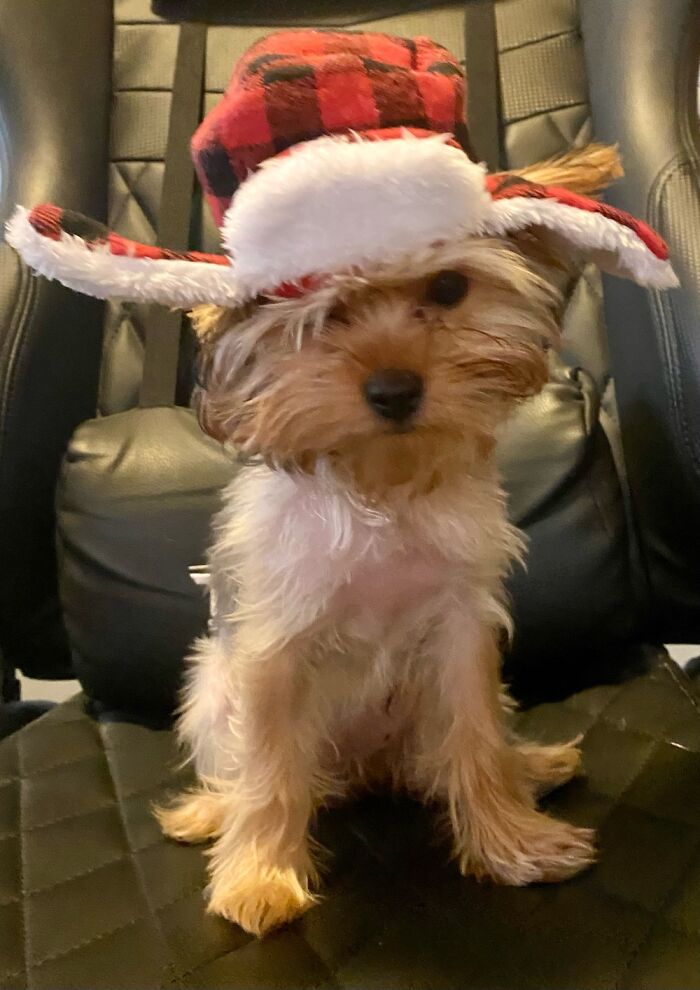 Dolly Is Not Impressed With Her Christmas Hat
