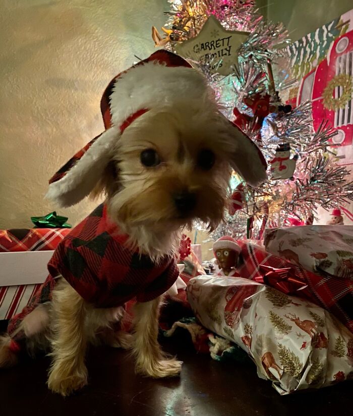Dolly’s First Christmas 2021