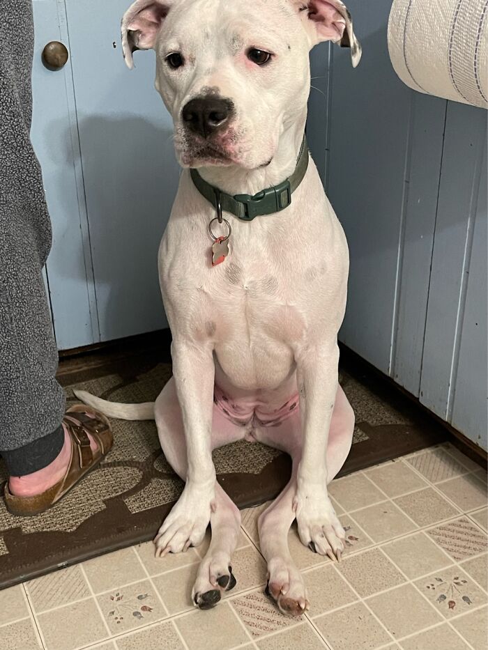 “Sugar” American Bulldog