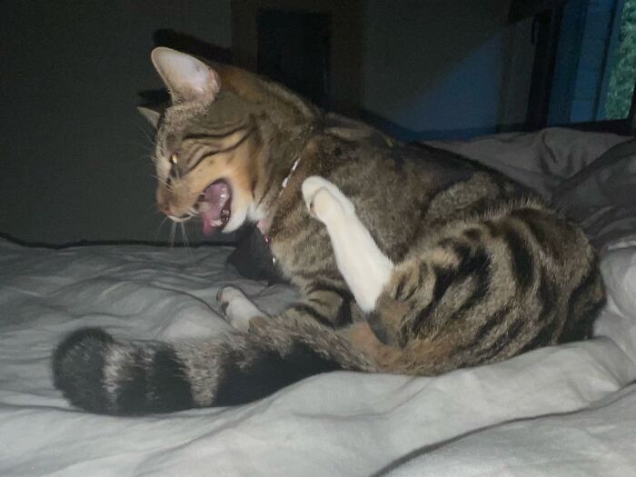 My Cat When He Yawns